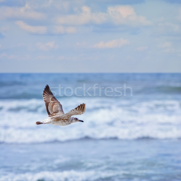 Vliegen jonge zeemeeuw zwarte zee vogel Stockfoto © SRNR