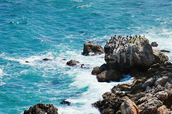 Stâncă ţărm natură mare pasăre surf Imagine de stoc © SRNR