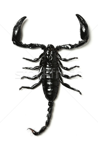 Skorpion Natur Hintergrund Beine Silhouette Shell Stock foto © SSilver