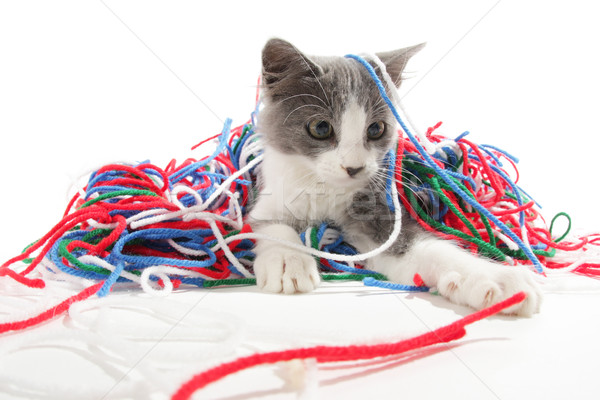 Kitten playing with yarn Stock photo © SSilver