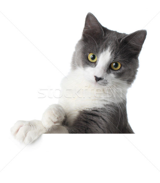 Stok fotoğraf: Kedi · yavrusu · gözler · arka · plan · imzalamak · uzay