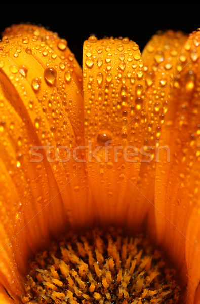 Luminoso arancione fiore acqua primavera natura Foto d'archivio © SSilver