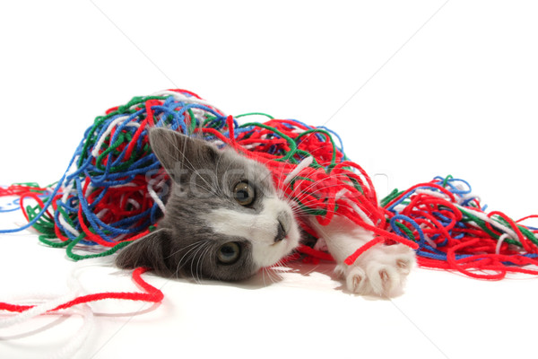 Kitten playing with yarn Stock photo © SSilver