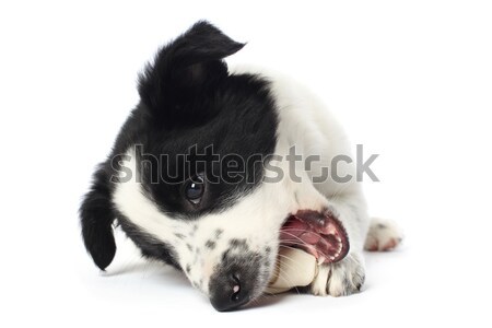 Juhászkutya kutyakölyök csont baba arc boldog Stock fotó © SSilver
