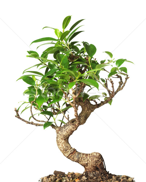 Bonsai albero isolato bianco natura foglia Foto d'archivio © SSilver