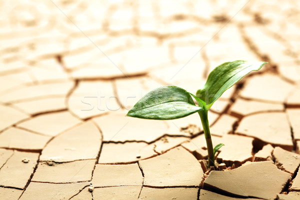 Planta secas rachado lama folha deserto Foto stock © SSilver