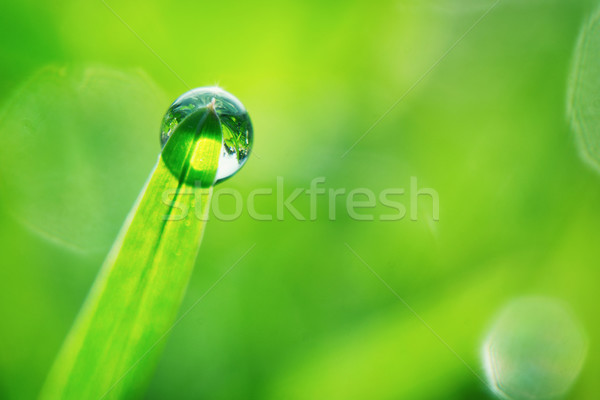 Water drop Stock photo © Steevy84