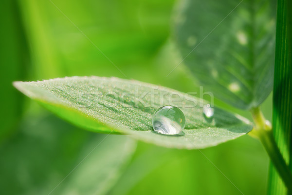 Wassertropfen Makro Foto Drop Blatt Regen Stock foto © Steevy84