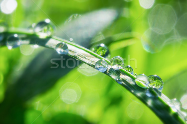 Kropla wody makro Fotografia spadek liści deszcz Zdjęcia stock © Steevy84