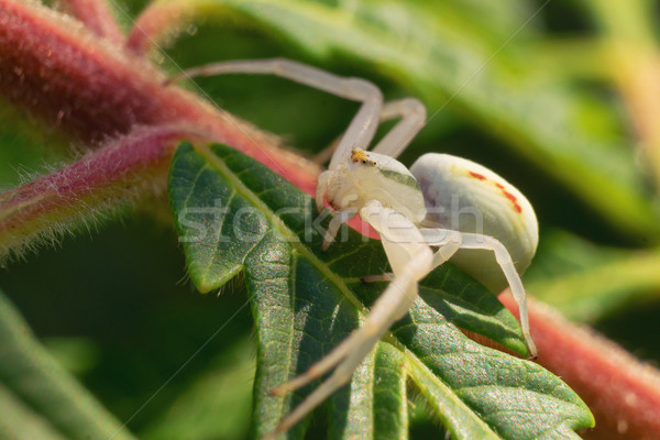 Păianjen macro fotografie model groază galben Imagine de stoc © Steevy84