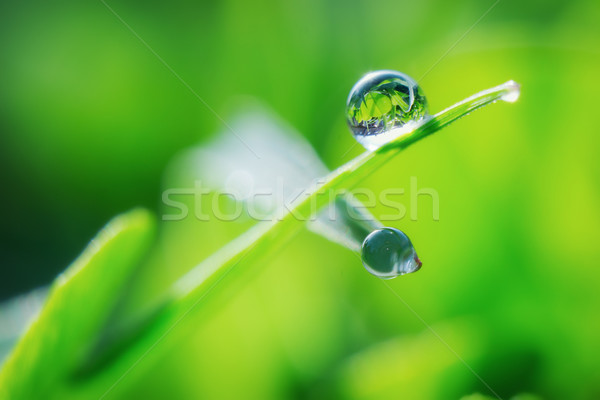 Gota de agua macro foto caída hoja lluvia Foto stock © Steevy84