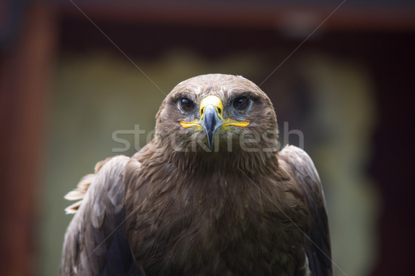Steppe Eagle, Aquila nipalensis, detail of eagles head. Stock photo © stefanoventuri