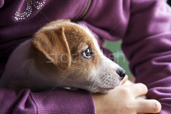 Welpen süß Hund fallen schönen Haustiere Stock foto © stefanoventuri
