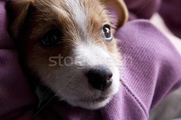 Welpen süß Hund fallen schönen Haustiere Stock foto © stefanoventuri
