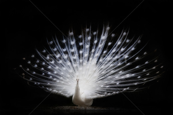 虛榮 美麗 白 孔雀 鳥 商業照片 © stefanoventuri