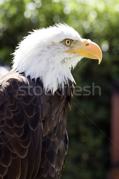 North American Bald Eagle Stock photo © stefanoventuri