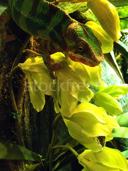 Foto d'archivio: Verde · sfondo · giovani · giungla · bianco · macro