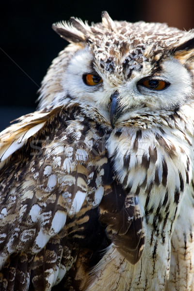 Portrait of The Eurasian Eagle Owl (Bubo bubo) Stock photo © stefanoventuri