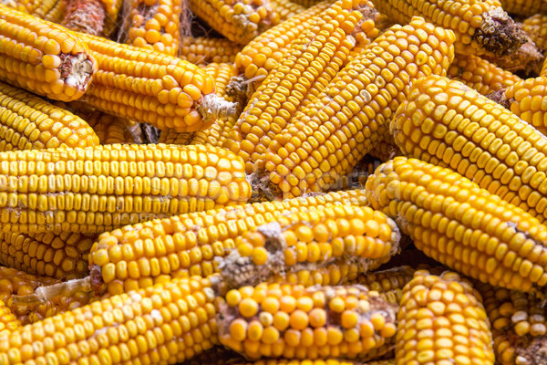 A pile of corn cob, top view Stock photo © stefanoventuri
