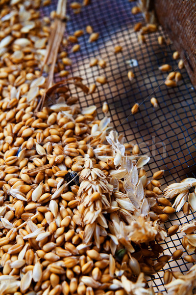 Wheat Berries over a sieve Stock photo © stefanoventuri