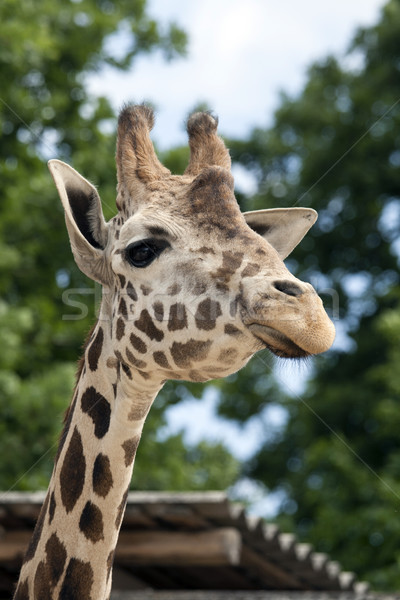 портрет жираф Африка голову красивой Safari Сток-фото © stefanoventuri
