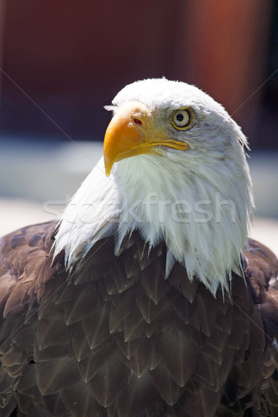 North American Bald Eagle Stock photo © stefanoventuri