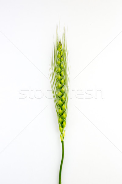 Tineri grâu urechile izolat alb natură Imagine de stoc © stefanoventuri