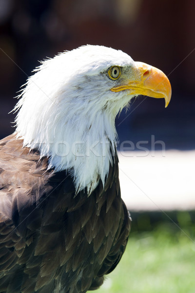 North American Bald Eagle Stock photo © stefanoventuri