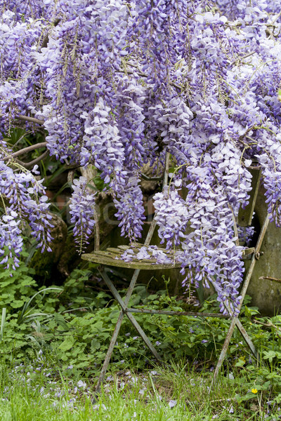 Stockfoto: Geheime · tuin · bloem · boom · muur · blad