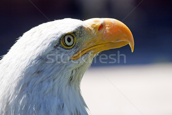 North American Bald Eagle Stock photo © stefanoventuri