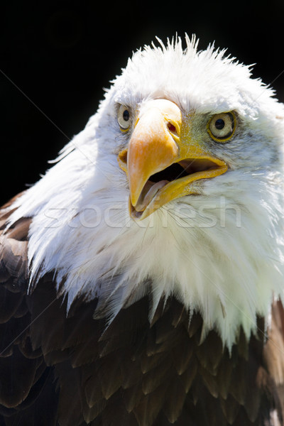 North American Bald Eagle Stock photo © stefanoventuri