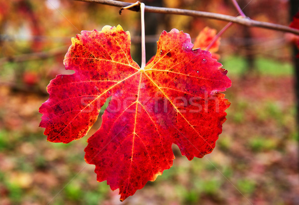 Rot Blatt Herbst Wein Natur Stock foto © stefanoventuri