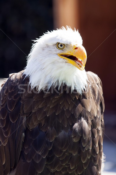 Noorden amerikaanse kaal adelaar mooie gezicht Stockfoto © stefanoventuri