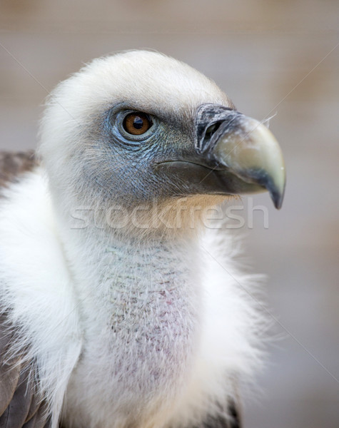 Portrait of a young white vulture Stock photo © stefanoventuri