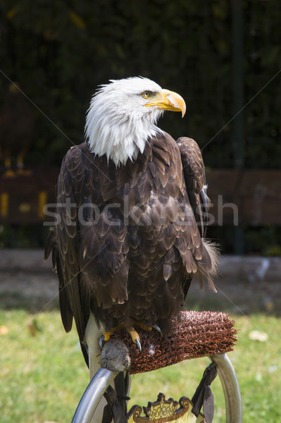 Beautiful north american bald eagle Stock photo © stefanoventuri