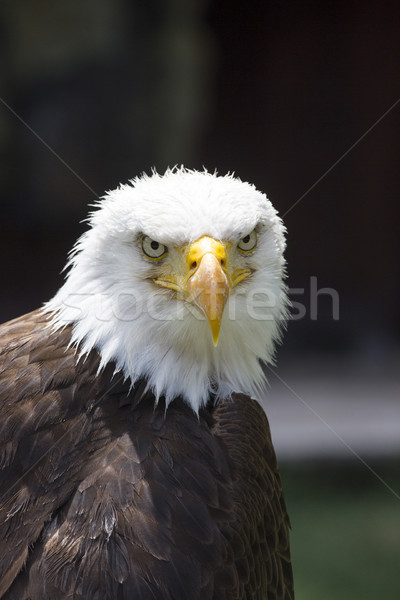 Beautiful north american bald eagle Stock photo © stefanoventuri