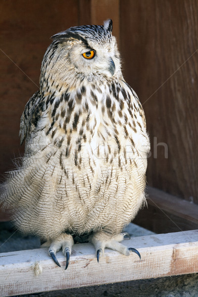 портрет филин глазах птица Перу животные Сток-фото © stefanoventuri