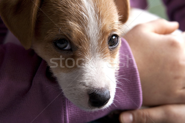 Cucciolo dolce cane caduta bella animali Foto d'archivio © stefanoventuri