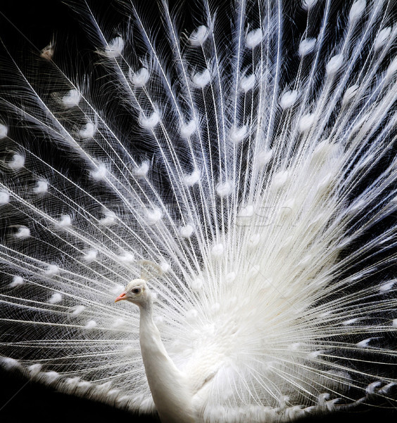 Hiúság fehér páva gyönyörű háttér szépség Stock fotó © stefanoventuri