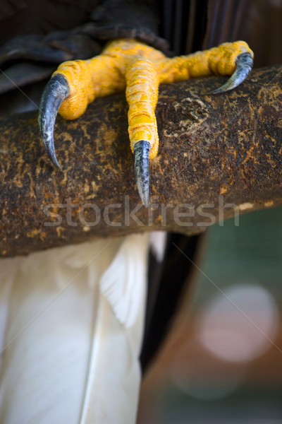 Closeup of a claws of an white-headed american bald eagle Stock photo © stefanoventuri