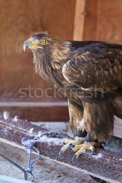 Portrait of a golden eagle Stock photo © stefanoventuri