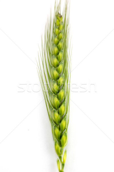 Foto stock: Jovem · trigo · orelhas · isolado · branco · natureza