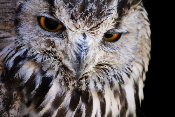 Stock photo: Portrait of The Eurasian Eagle Owl (Bubo bubo)
