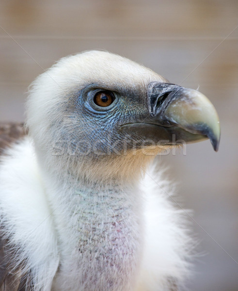 Portrait of a young white vulture Stock photo © stefanoventuri