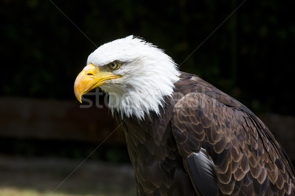 Beautiful north american bald eagle Stock photo © stefanoventuri