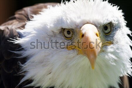 North American Bald Eagle Stock photo © stefanoventuri