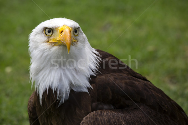 Beautiful north american bald eagle Stock photo © stefanoventuri