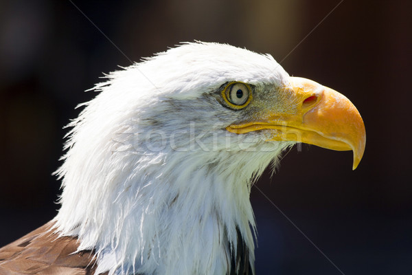 Norte americano calvo águila hermosa ojo Foto stock © stefanoventuri