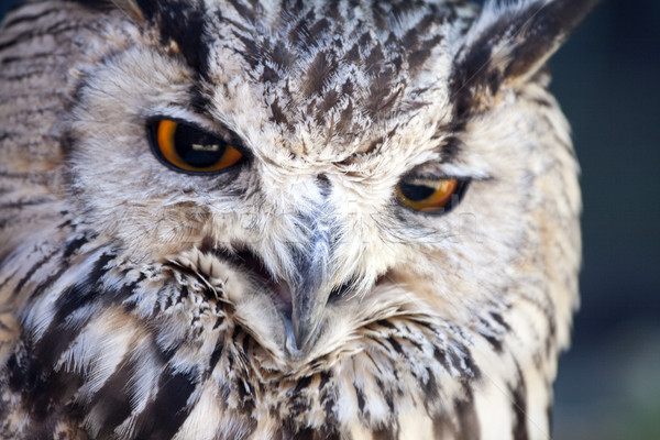 Ritratto gufo reale occhi uccello piuma animali Foto d'archivio © stefanoventuri
