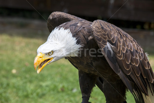 Beautiful north american bald eagle Stock photo © stefanoventuri